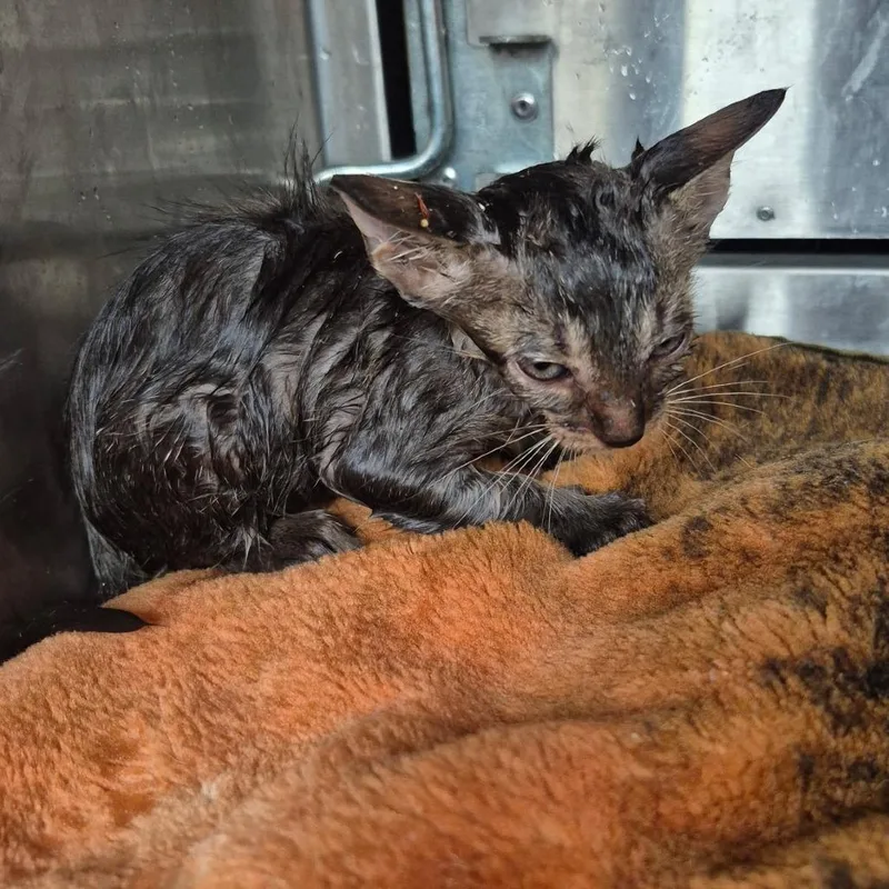 A baby small-sized female Brown / Chocolate Domestic Short Hair cat named StrayMaconRoad for adoption in Columbus, GA
