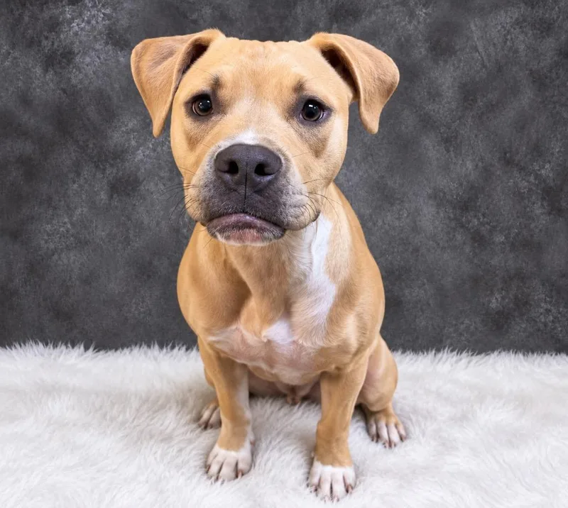 A baby medium-sized female Mixed Breed dog named Eevee for adoption in Ocala, FL