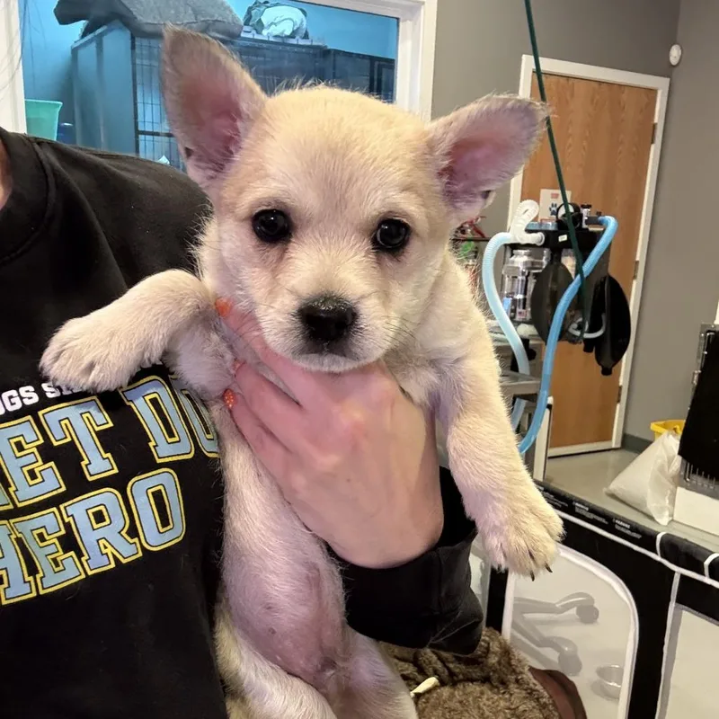 Snickers thumbnail 2