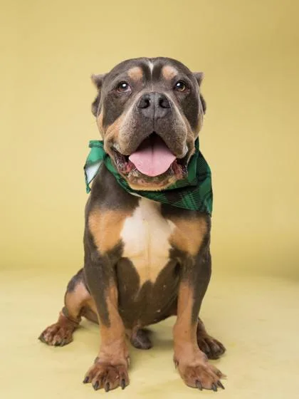 An adult large-sized male Pit Bull Terrier dog named Diesel for adoption in Atlanta, GA