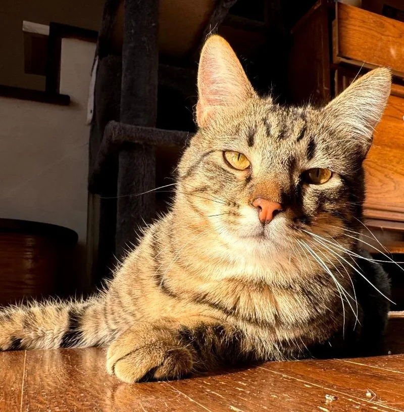 A young medium-sized male Tabby (Brown / Chocolate) Domestic Short Hair cat named Bubbles for adoption in Shawnee, KS