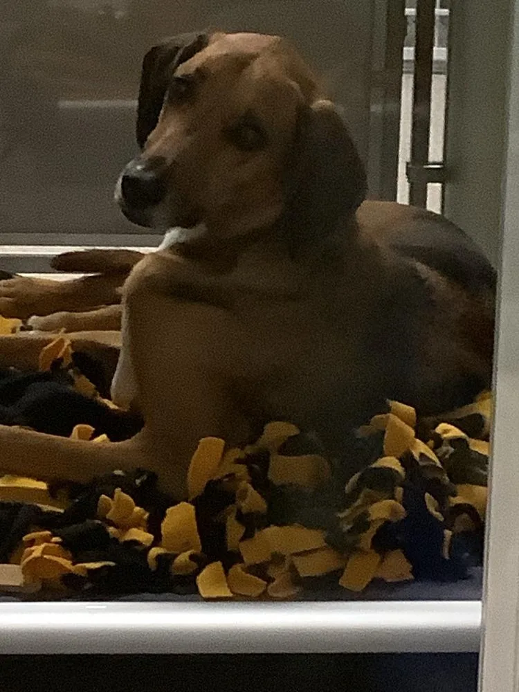 An adult large-sized male Brown / Chocolate Foxhound dog named Copper for adoption in Innsbrook, MO