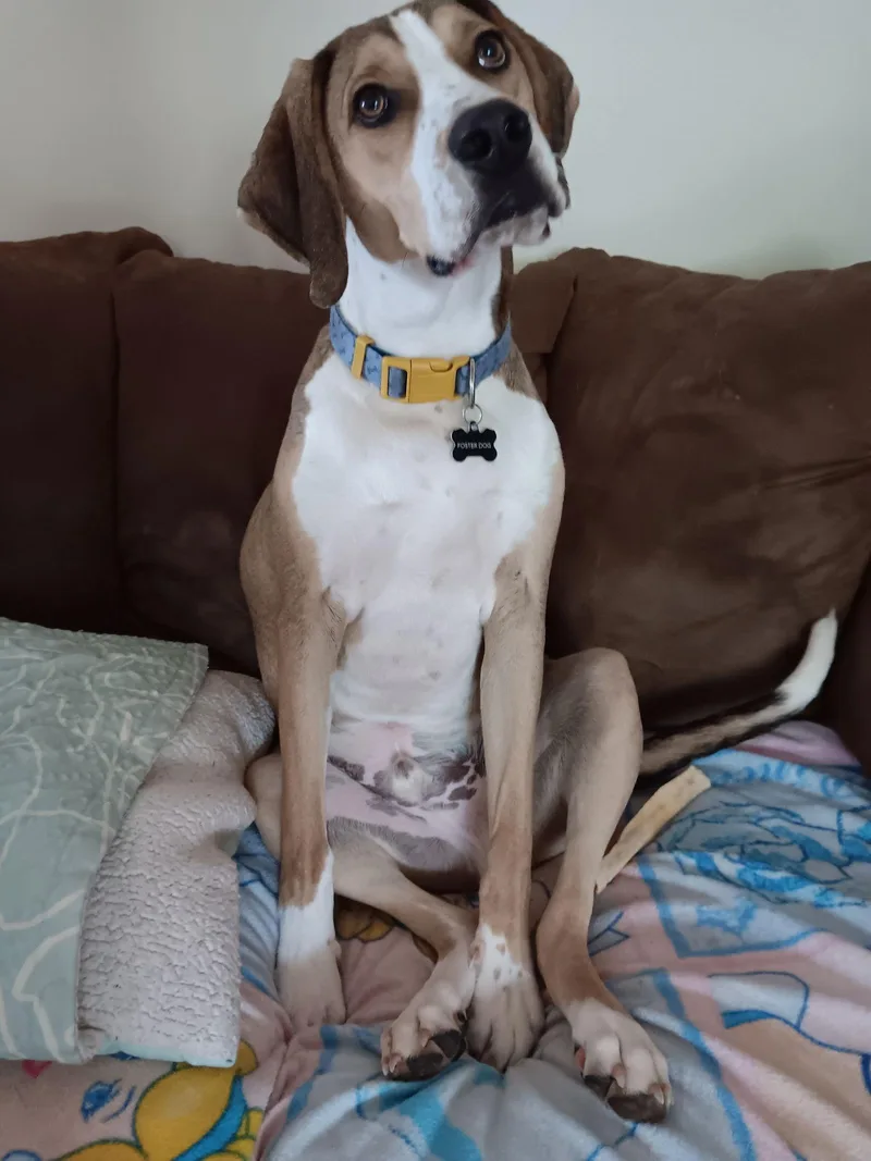 A baby medium-sized male Mixed Breed dog named Cassio for adoption in Morganville, NJ
