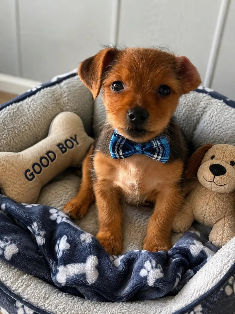 A baby small-sized male Brown / Chocolate Yorkshire Terrier dog named Jackie for adoption in Corona Del Mar, CA