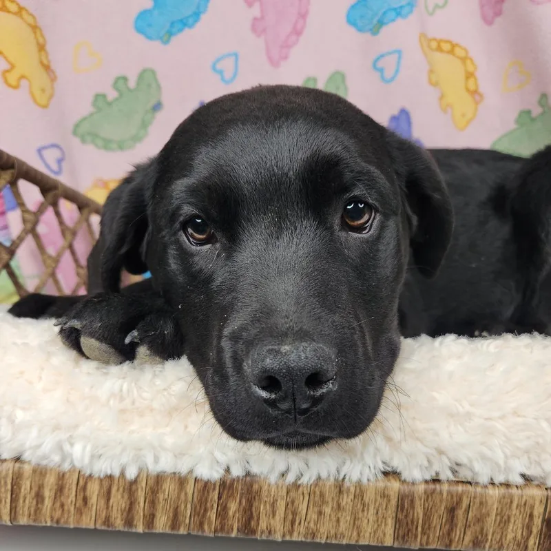 A baby medium-sized female Black Black Labrador Retriever dog named Dame Maggie Smith for adoption in Fort Wayne, IN
