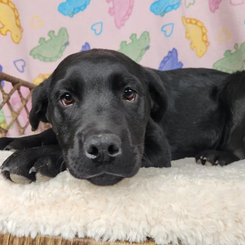 Dame Maggie Smith thumbnail 2