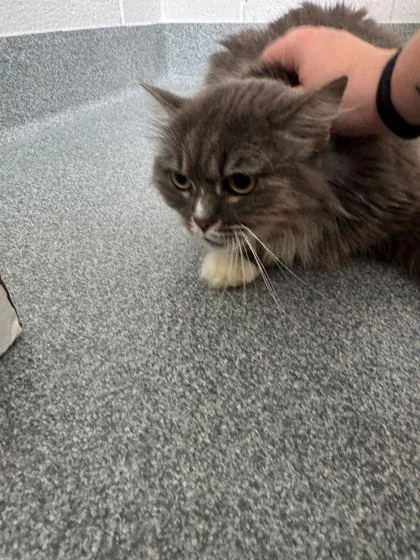 An adult medium-sized female Domestic Long Hair cat named Scarlet for adoption in Sevierville, TN