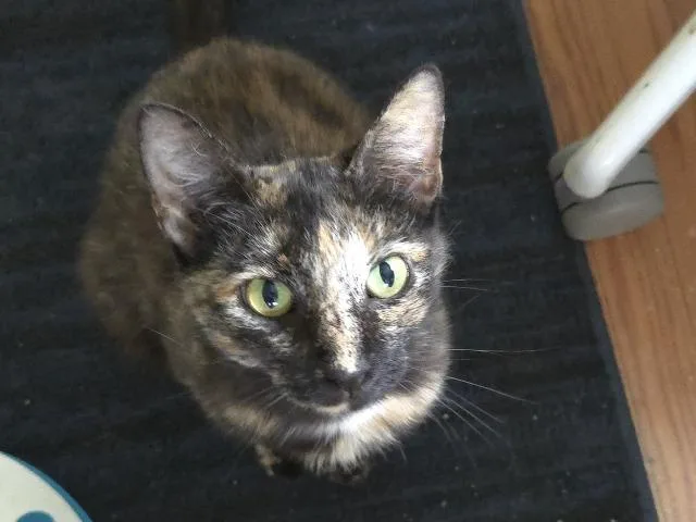 An adult medium-sized female Domestic Short Hair cat named Chili Cheese Fries for adoption in Cincinnati, OH
