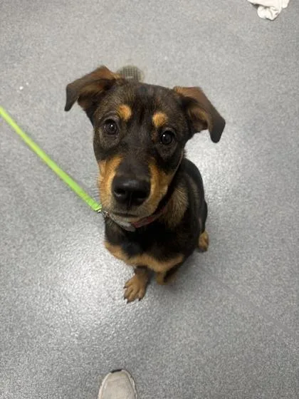 A young large-sized male Mixed Breed dog named Ceasar for adoption in Sevierville, TN