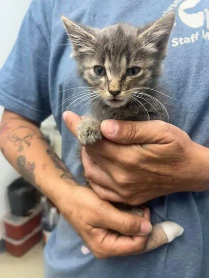 A young medium-sized female Domestic Short Hair cat named Sue Lee for adoption in Sullivan, IN