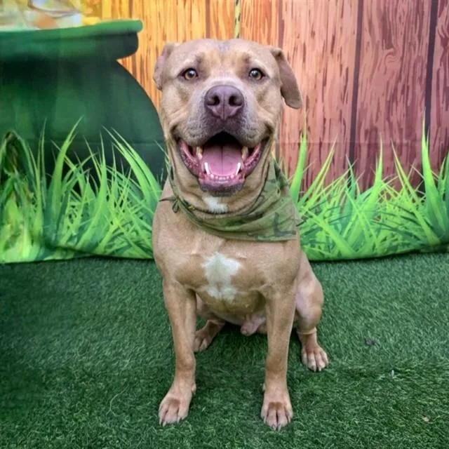 An adult large-sized male Pit Bull Terrier dog named Truth for adoption in Long Beach, CA