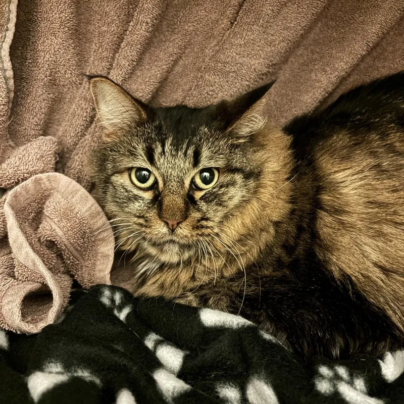 A senior large-sized male Brown / Chocolate Maine Coon cat named Felix for adoption in Council Bluffs, IA