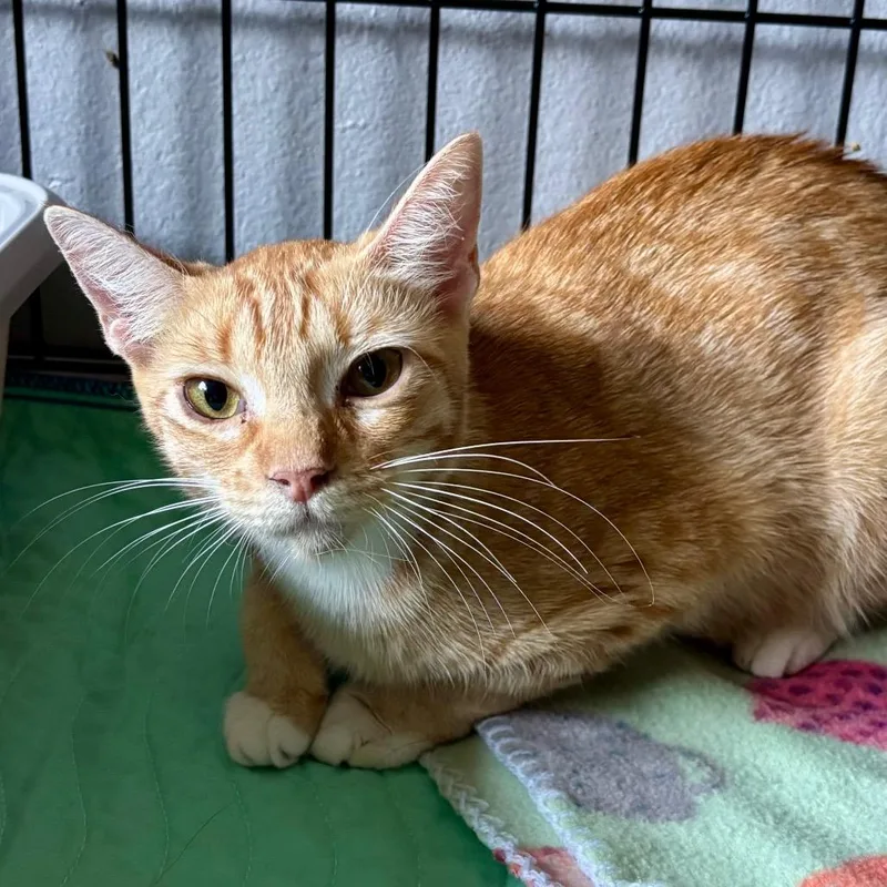 A young medium-sized female Orange / Red Domestic Short Hair cat named Dreamsicle for adoption in Austin, TX