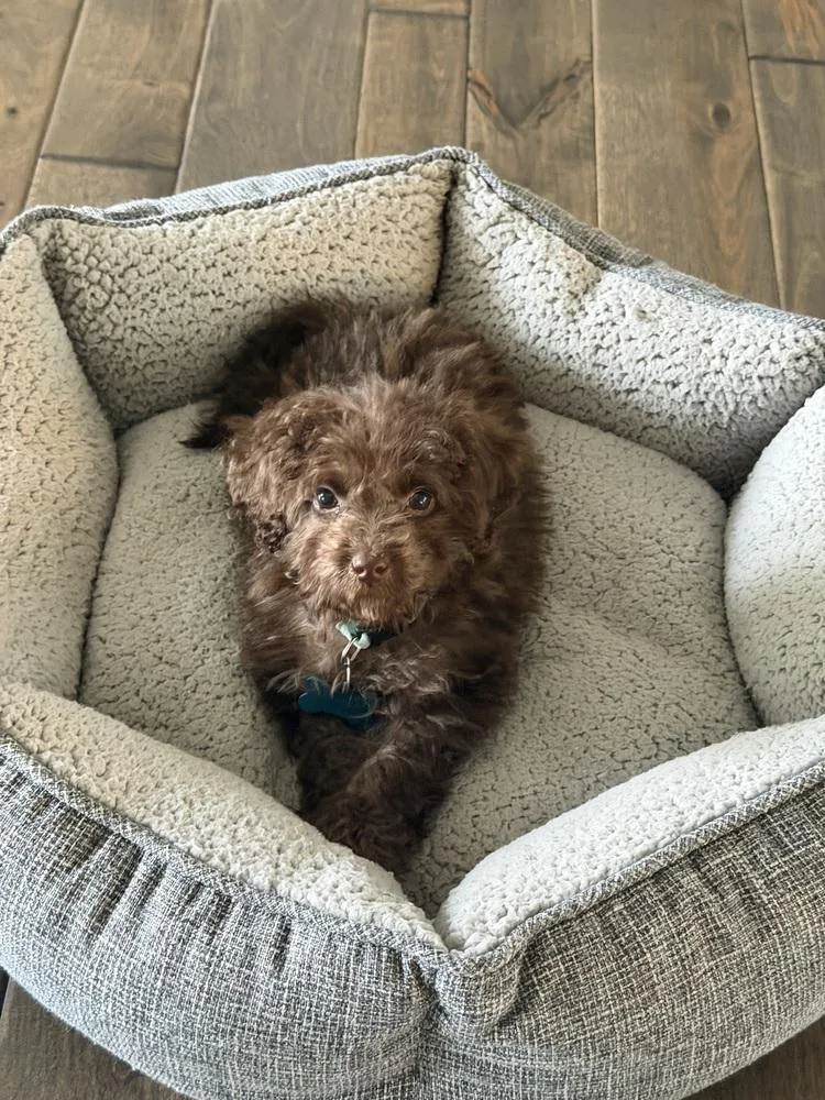 Mini Labradoodle  Nutella