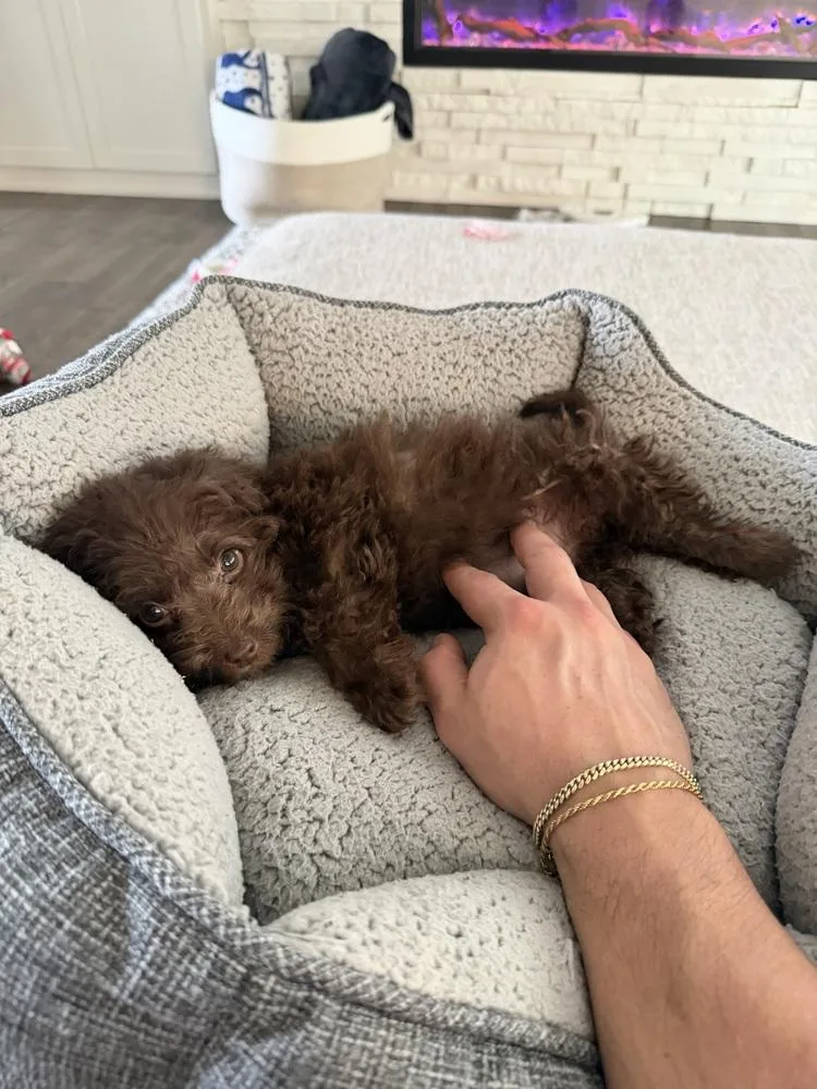 Mini Labradoodle  Nutella thumbnail 2