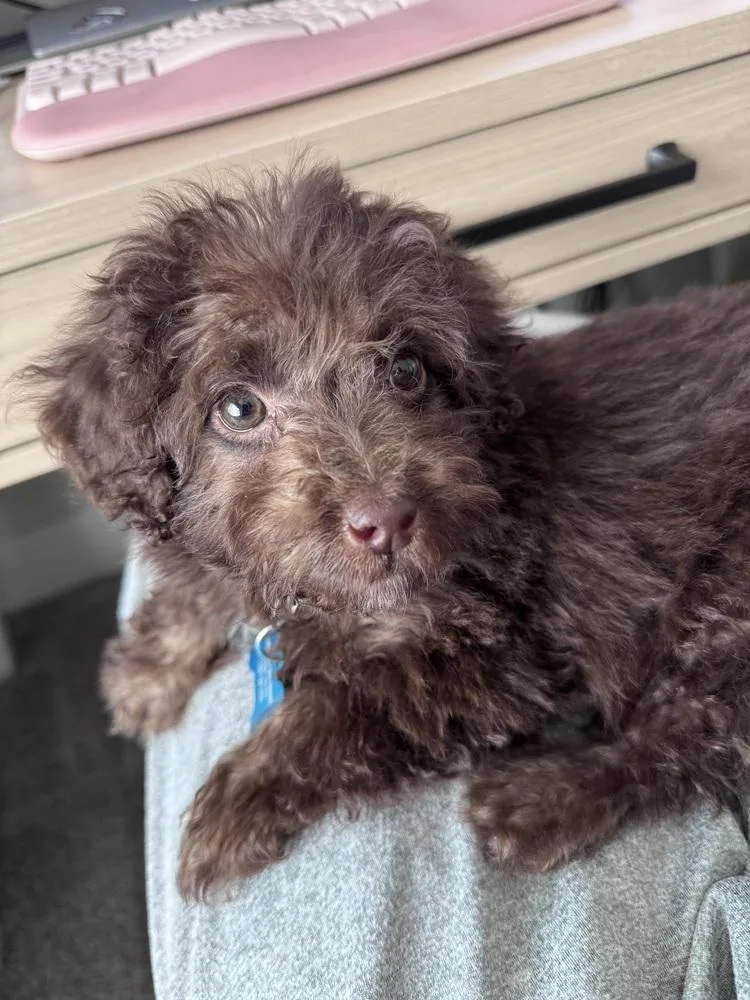 Mini Labradoodle  Nutella thumbnail 3