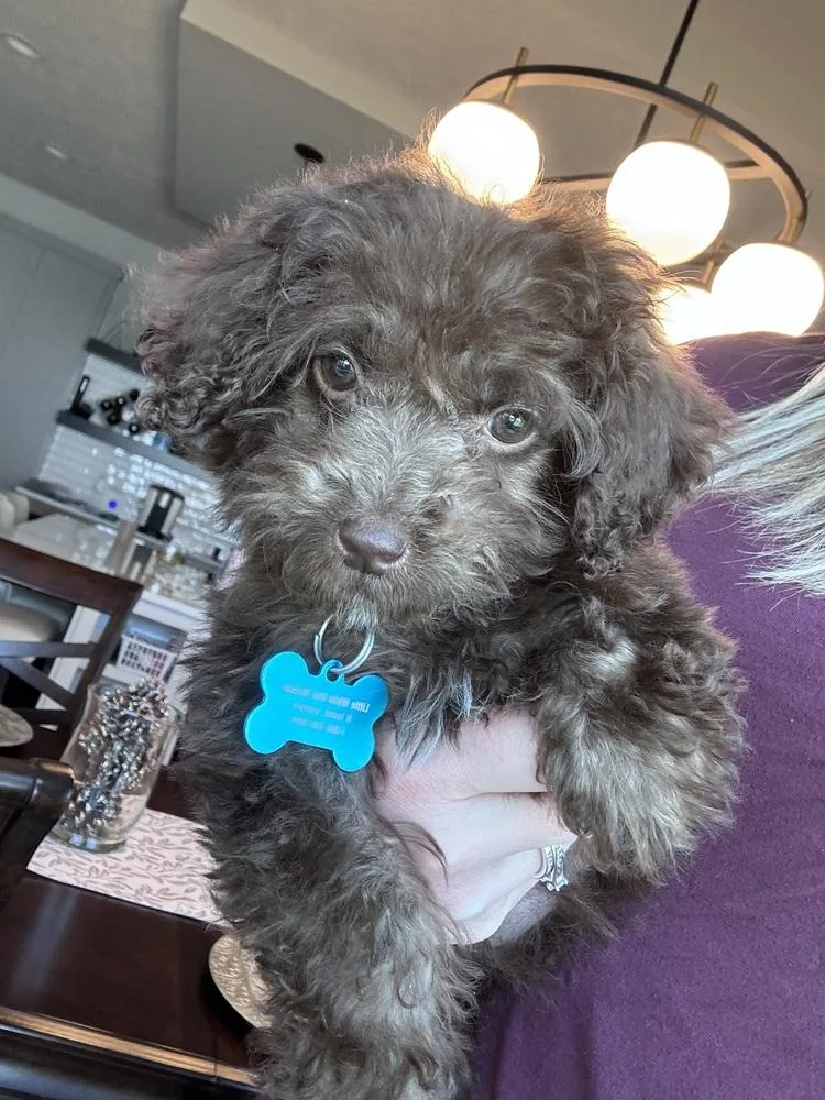 Mini Labradoodle  Nutella thumbnail 4