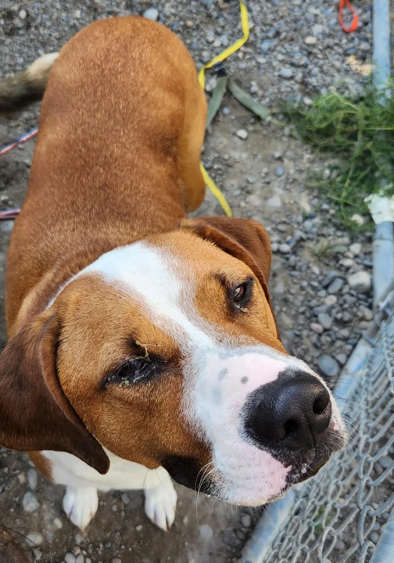 Duke