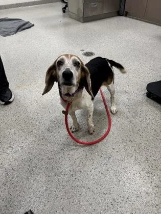 A senior small-sized female Beagle dog named Hettie for adoption in Fishers, IN