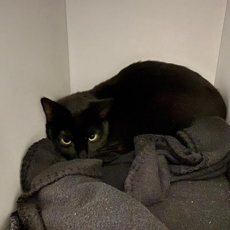 An adult medium-sized female Black Domestic Short Hair cat named Puzzle for adoption in Kanab, UT
