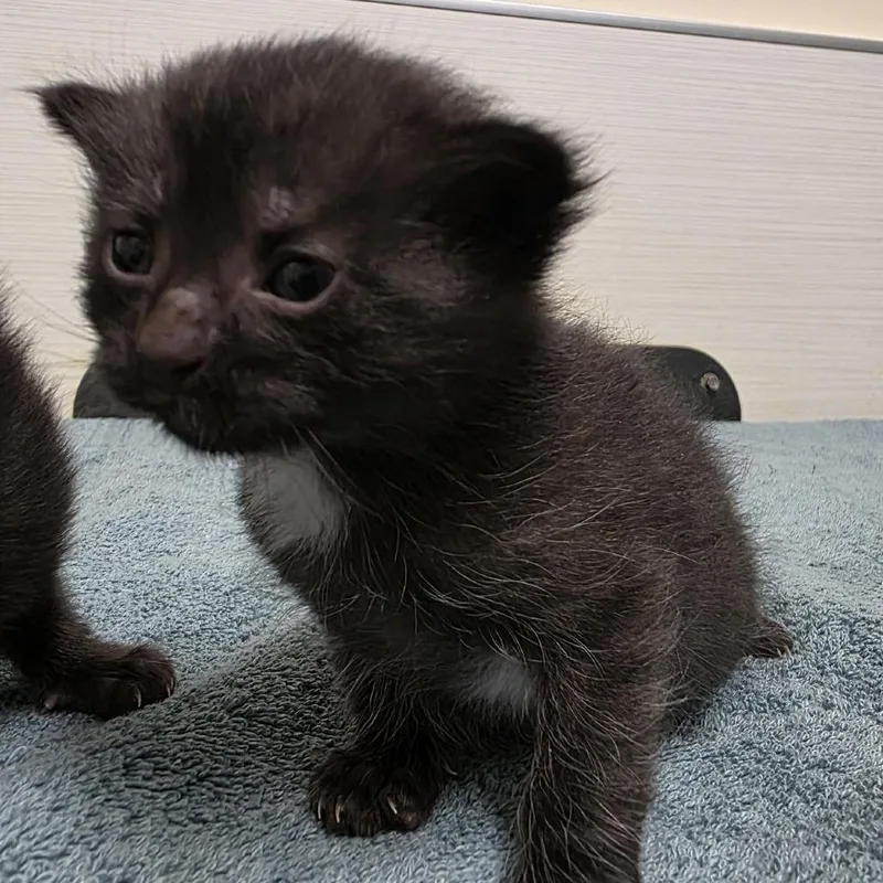 A baby small-sized male Black Domestic Short Hair cat named Ferguson for adoption in Novelty, OH