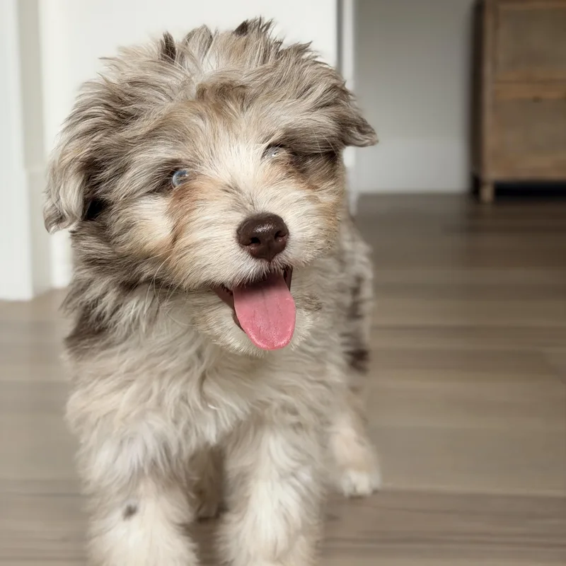 A baby medium-sized female Merle (Red) Australian Shepherd dog named Bree for adoption in Fort Collins, CO