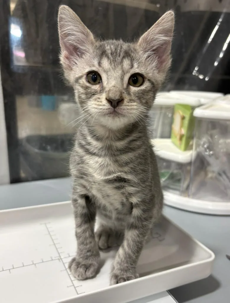 Clarinet thumbnail 3