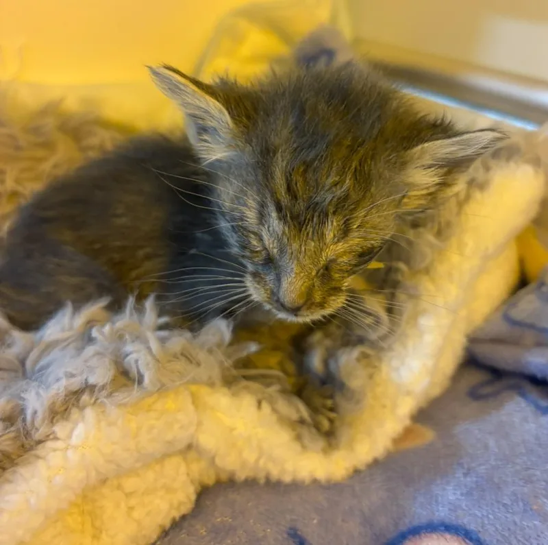 Clarinet thumbnail 4