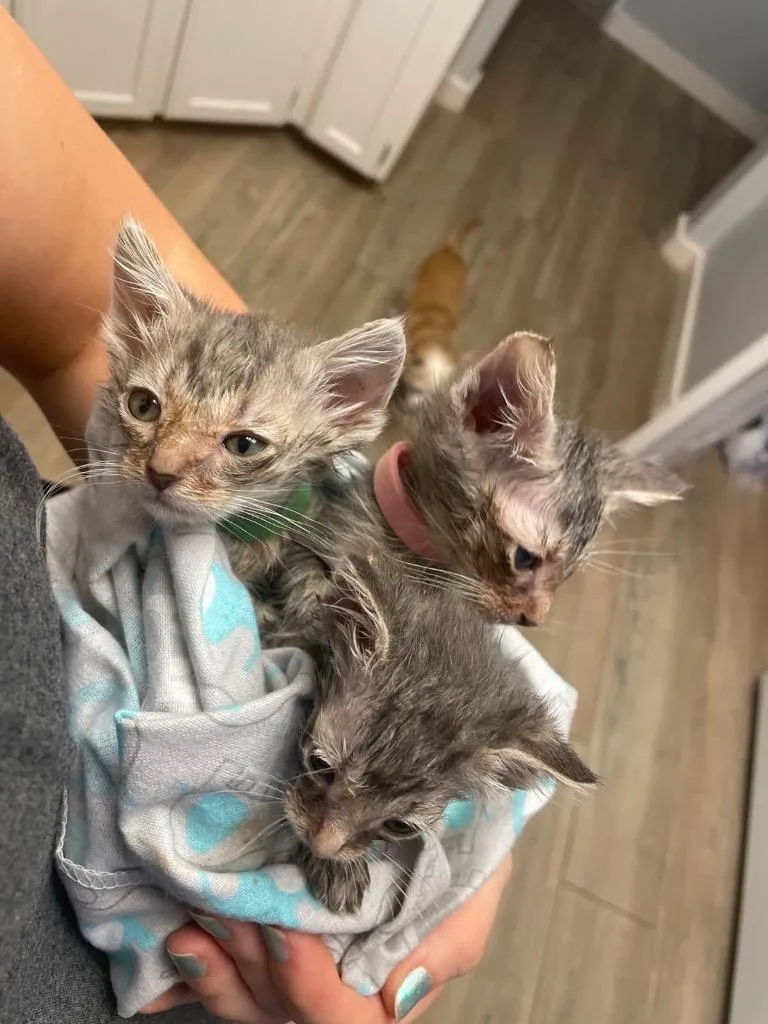 Clarinet thumbnail 5