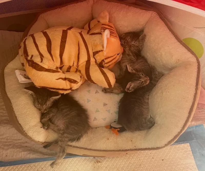 Clarinet thumbnail 6