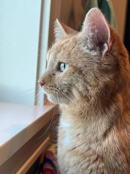 Morra Morra thumbnail 3