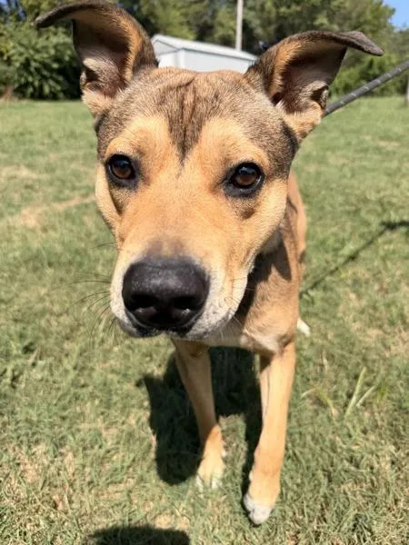 An adult large-sized male Mountain Cur dog named Stine for adoption in Morristown, TN