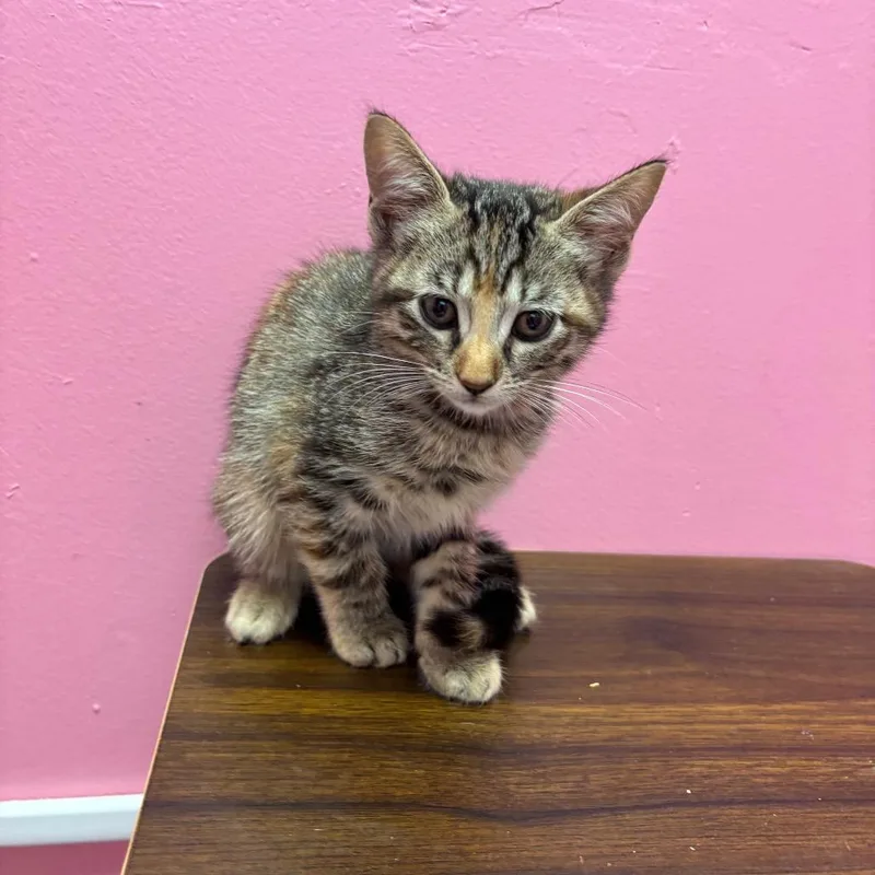 A baby small-sized female Torbie Domestic Short Hair cat named Andrea for adoption in Webster, TX