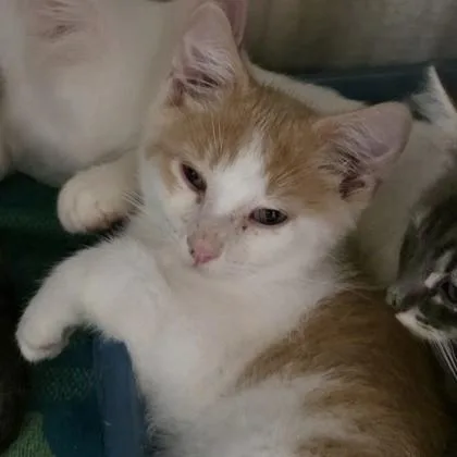 A baby small-sized male Orange & White Domestic Short Hair cat named Amelio for adoption in Dubuque, IA