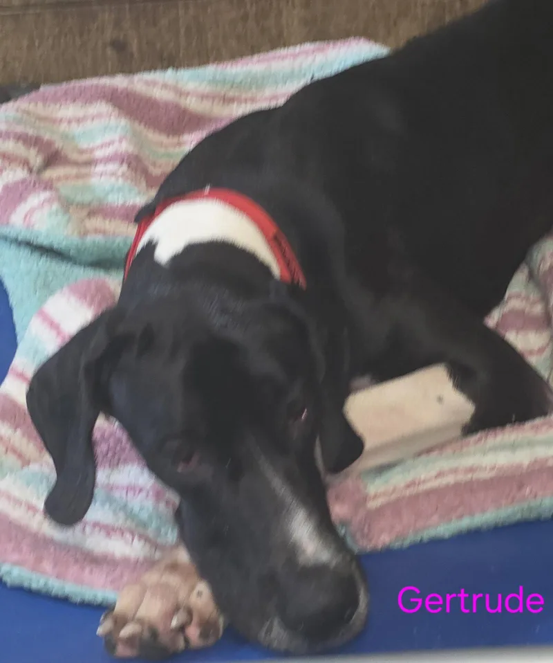 A young extra large-sized female Great Dane dog named Gertrude for adoption in Jupiter, FL
