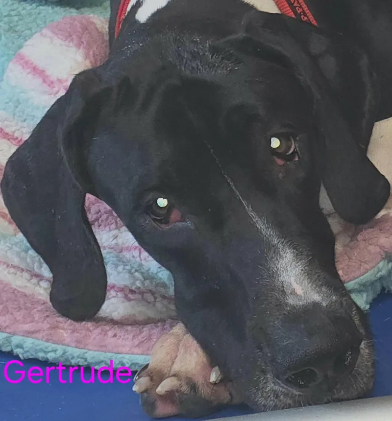 Gertrude thumbnail 2