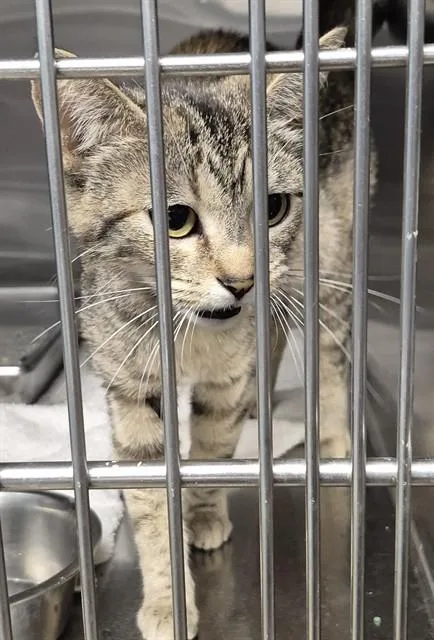 A young small-sized female Domestic Short Hair cat named Leeja for adoption in Decatur, IL