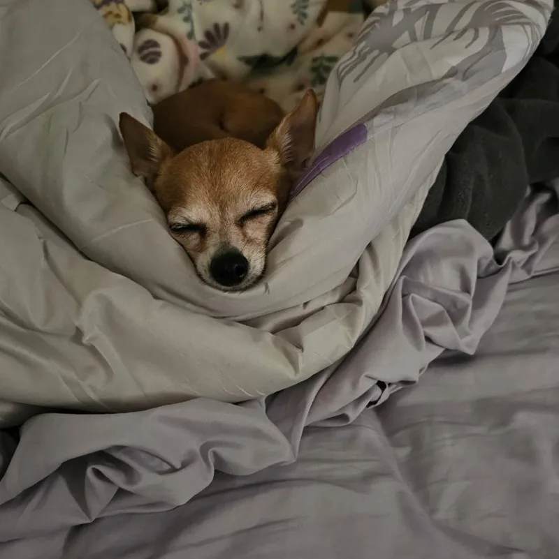 Lily thumbnail 3