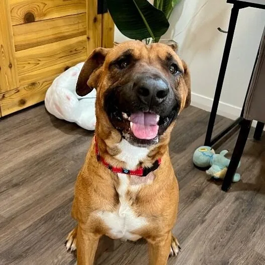 An adult large-sized male Brown / Chocolate American Staffordshire Terrier dog named Bowen Grinner The Grinning for adoption in Friendswood, TX