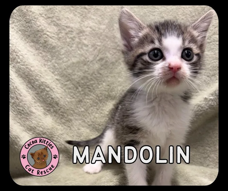 A baby small-sized male Domestic Short Hair cat named Mandolin for adoption in Hershey, PA