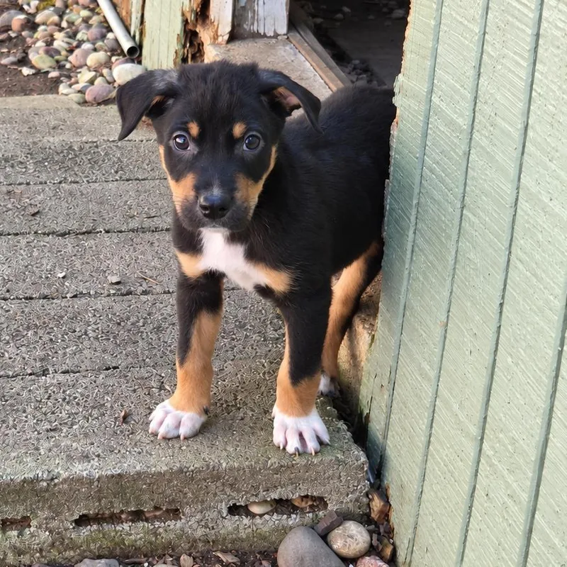 A baby small-sized male Black Australian Shepherd dog named Burt for adoption in Mundelein, IL
