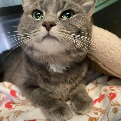 Cashmere thumbnail 2