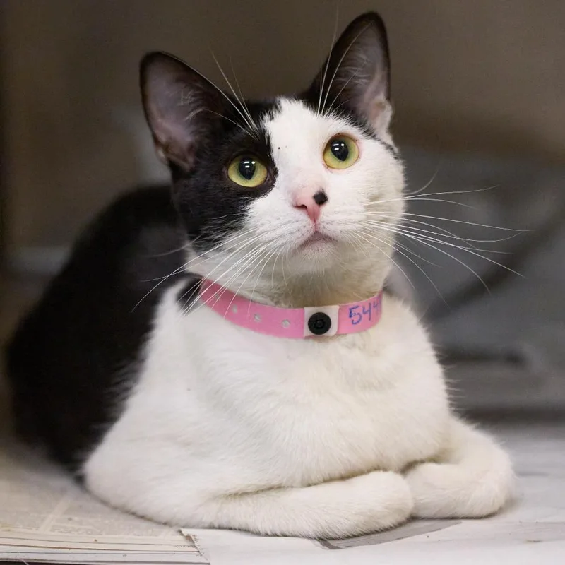 A young medium-sized female Black Domestic Short Hair cat named Jersey for adoption in Memphis, TN