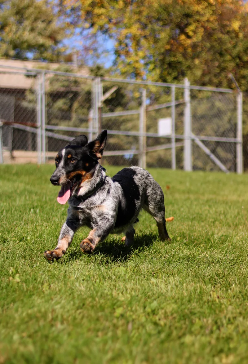 A young medium-sized male Dachshund dog named Dill for adoption in Battle Creek, MI