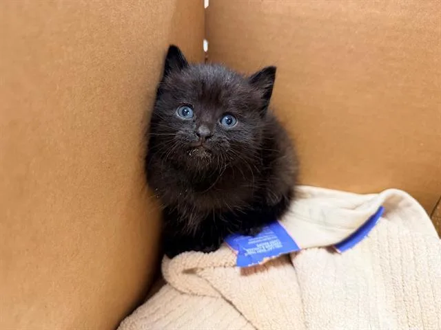 A baby small-sized female Domestic Short Hair cat named Megara for adoption in Tustin, CA