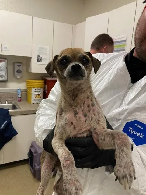 A young small-sized female Chihuahua dog named Maria for adoption in Santa Maria, CA