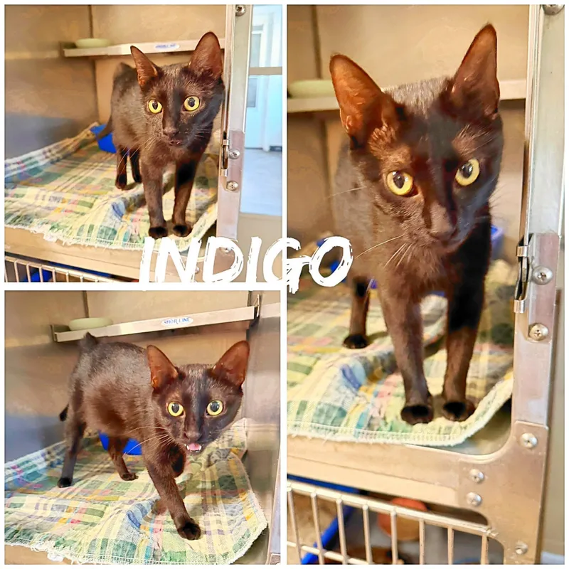 An adult medium-sized female Black Domestic Short Hair cat named Indigo for adoption in Saint James, MO