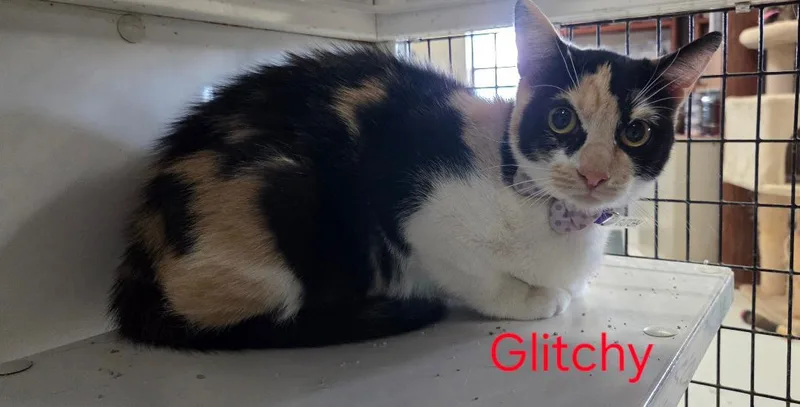 An adult medium-sized female Calico cat named Glitchy for adoption in Las Cruces, NM