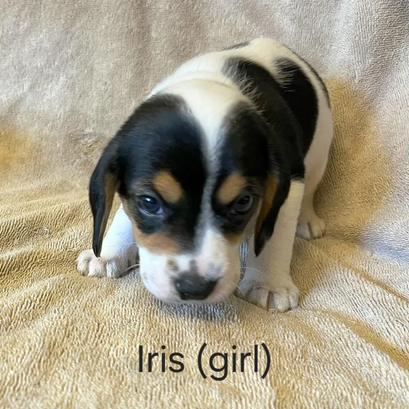 A baby small-sized female Black Beagle dog named Dahlia Pup  Iris for adoption in Fairfax Station, VA