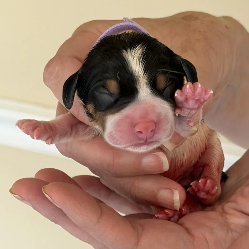 Dahlia Pup  Iris thumbnail 2